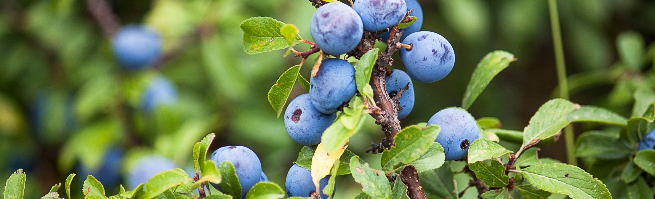 Specialité culinaire de l'aube