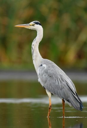 diversité dans l'aube