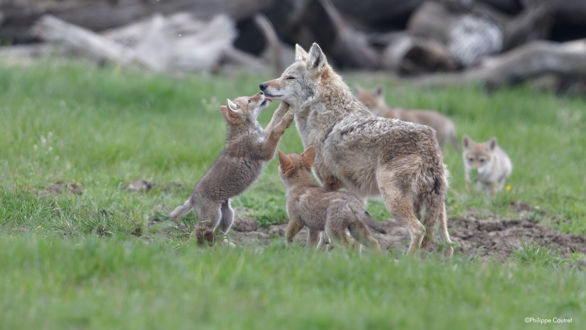 la mosellee pa animalier