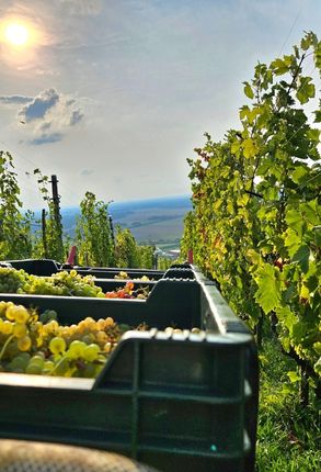 visite touristique dans la marne